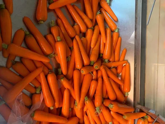 Lanières de carottes et légumes surgelés IQF de première qualité