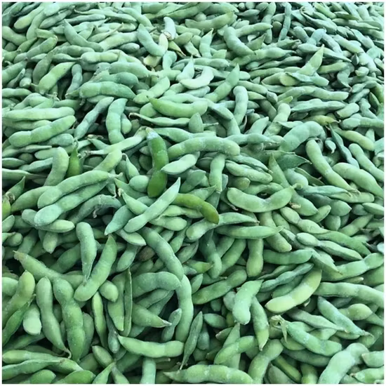 Fournisseur agricole expérimenté de noyau d'edamame de soja surgelé IQF de haute qualité
